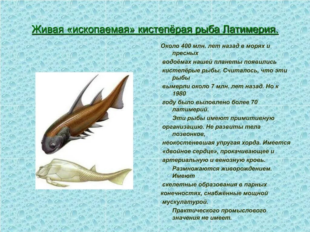 Значение класса рыбы. Кистеперые рыбы значение в природе. рыбы 400 млн лет назад. значение в природе кистепёрых рыб. кистепёрые рыбы значение в жизни человека.