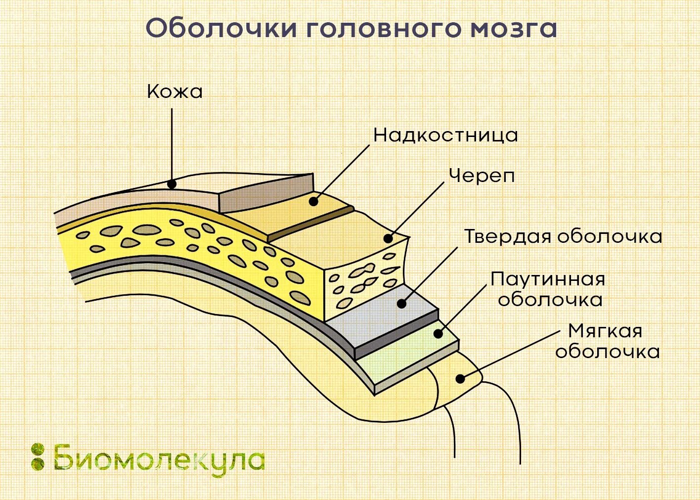 Между оболочками