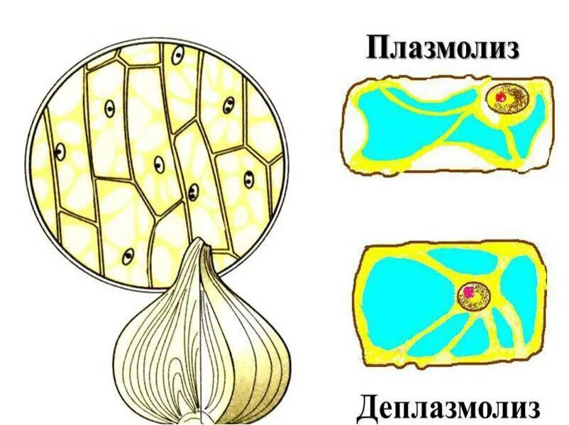 Наблюдение плазмолиза. Плазмолиз и деплазмолиз в клетках. Клетка плазмолиза и деплазмолиза.