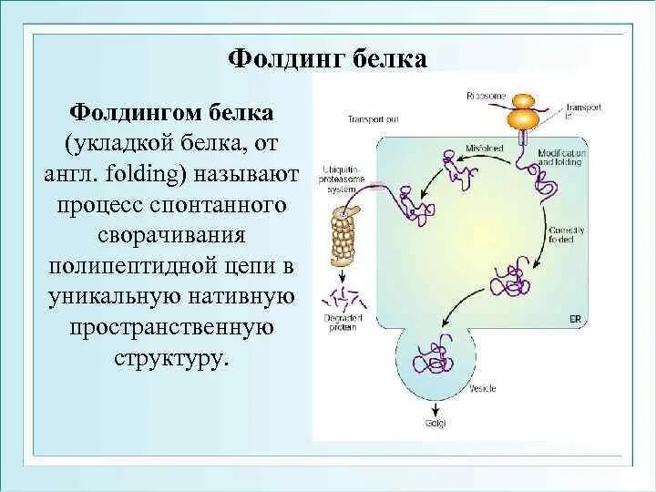 Стадии синтеза белка фолдинг. Фолдинг белков шапероны. Процессинг белка. Фолдинг. Шапероны.. Этапы фолдинга белков. Процессинг белка этапы