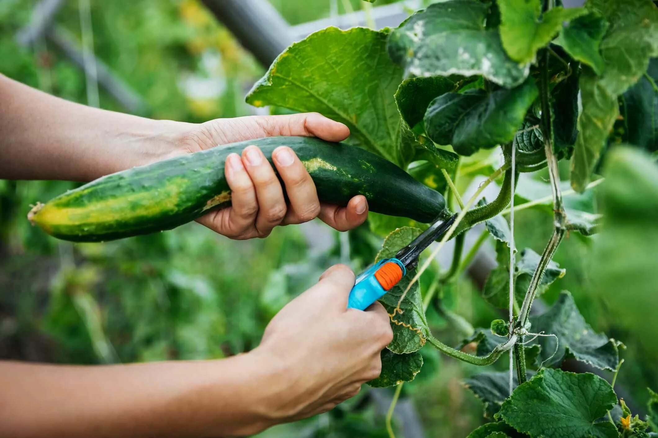 Cucumber growing