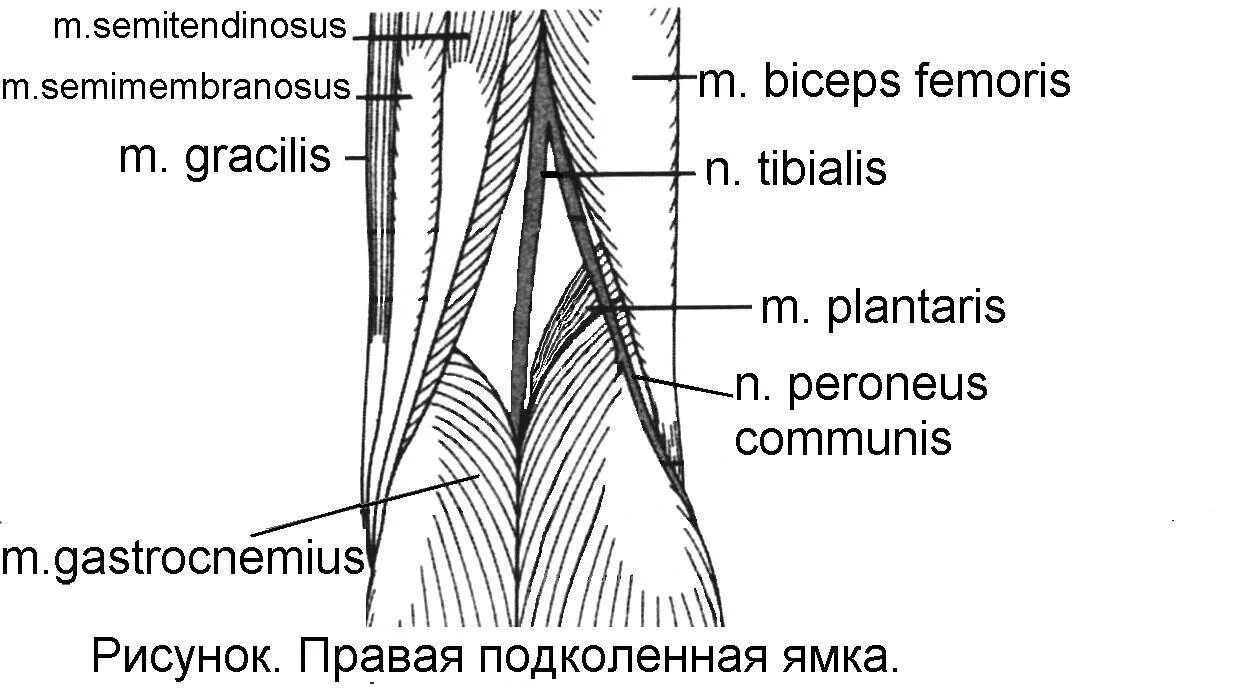 Сосуды подколенной ямки анатомия. Подколенная ямка топографическая анатомия. Canalis cruropopliteus отверстия. Подколенная область топографическая анатомия.