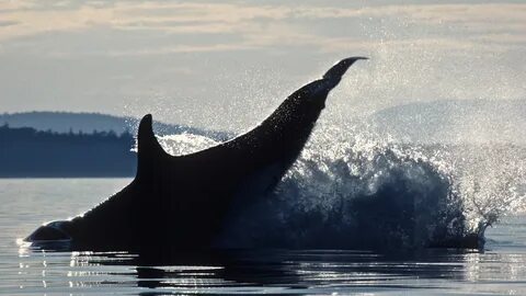 Killer Whale breaches off Hanson Island. 