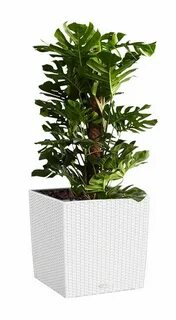 Plants интернет магазин