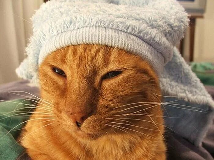 Кот в полотенце. Рыжий кот в шапке. Полотенце коты. Кошка в полотенце. Кошка с полотенцем на голове.