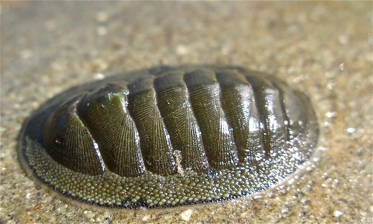Chiton