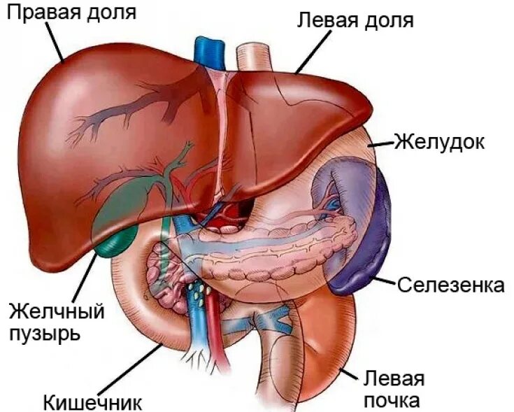 Печень расположена в полости. Печень анатомия. Строение печени. Печень анатомия человека. Строение печени анатомия.