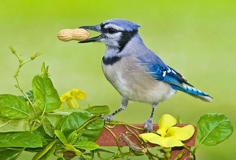 «Голубые сойки». Разноцветные сойки. Птичка-невеличка. Птичка невеличка в природе.
