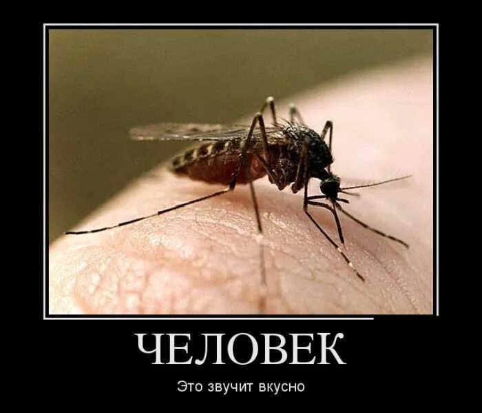 Комар ночью спать. Комар прикол. шутки про комара. комар прикольные картинки. комар демотиватор.