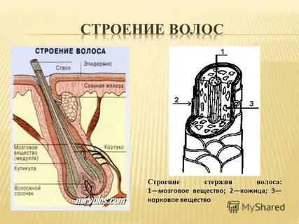 Третичный волосяной