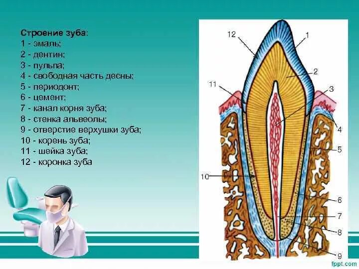 Строение зуба эмаль дентин цемент пульпа. Дентин пульпа периодонт эмаль цемент. Строение дентина зуба гистология. Функции тканей зубов