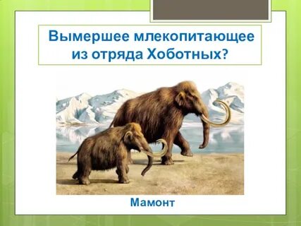 Вымершие отряды млекопитающих