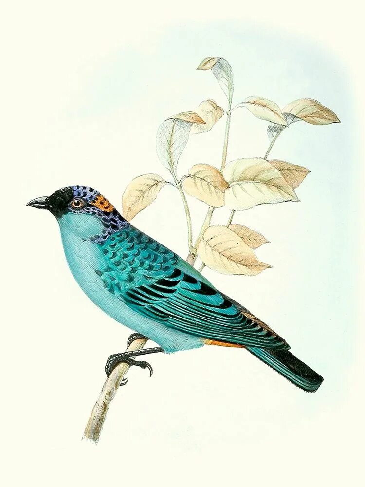 Forms birds. Ботанические иллюстрации птица Винтаж. Зарисовки птиц старинные. Картины ботаника птицы синие.