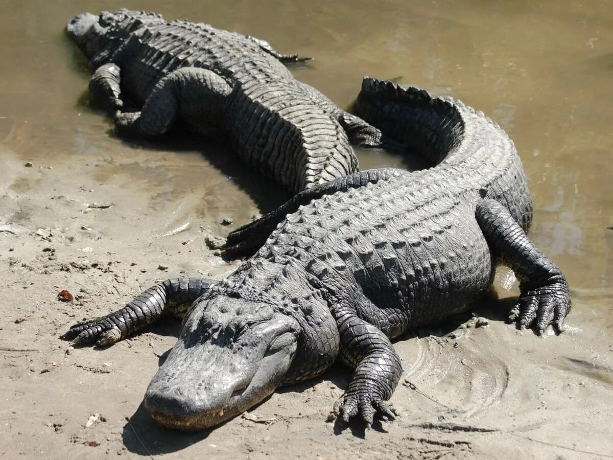 Рептилия в анапе. Пресмыкающиеся Аллигатор. Миссисипский Аллигатор. Миссисипский Аллигатор крокодилы и ко. Черный Кайман и Нильский крокодил.