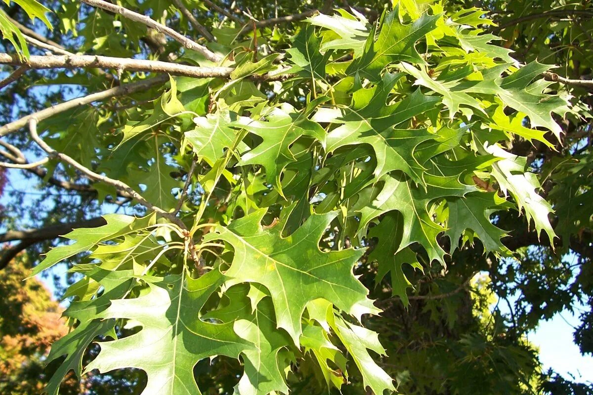 Quercus ellipsoidalis. Quercus rubra (дуб красный) 'Aurea'. Дуб булавчатый Quercus ellipsoidalis. Дуб черешчатый «pectinata».