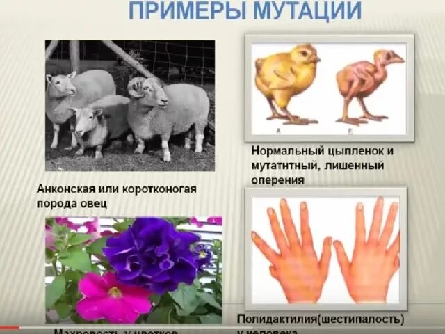 Приведите пример изменчивости у животных. Мутационная изменчивость примеры у растений. мутационная изменчивость мутации это. наследование мутационной изменчивости. мутационная изменчивость примеры.