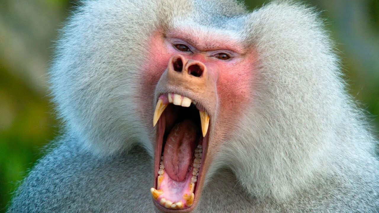 Бабуин кларксон. Сулавесский хохлатый павиан. Мандрил обезьяна. Мадагаскарский павиан. Павиан мандрил.
