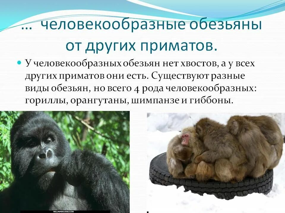 Для приматов характерно выберите три правильных ответа