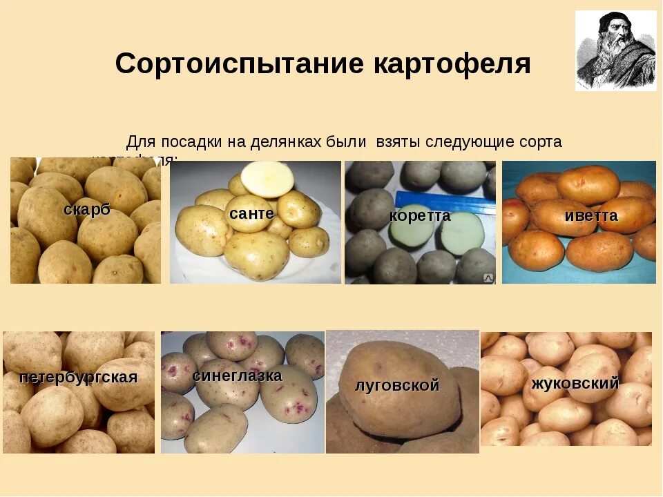 Оценка сортов картофеля. Таблица сортов картошки. виды картофеля. виды картофеля названия. сорта картофеля названия.