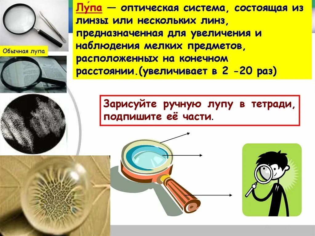 Какой объект можно исследовать с помощью лупы