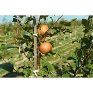 Сорт яблони орлинка