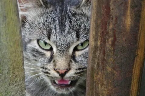 Кошки опасны для жизни