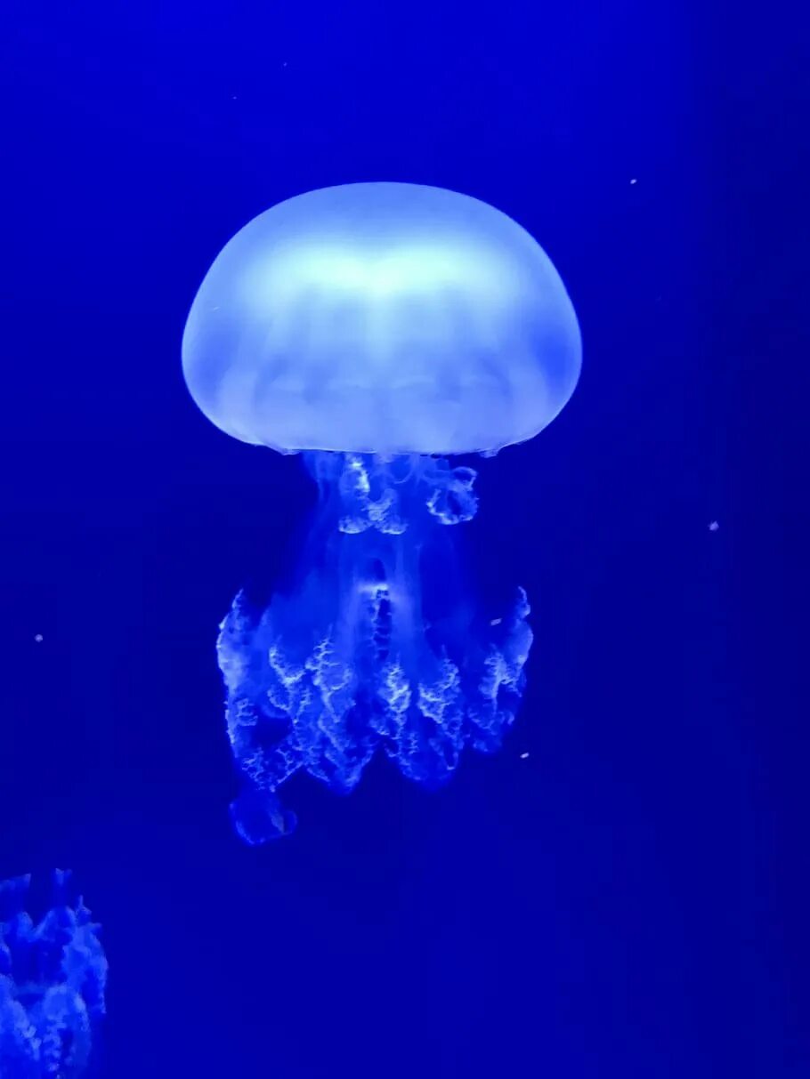 Медуза ризостома. Хризаора хизосцелла. Aequorea victoria медуза. Полярная медуза цианея. Медуза цианея гигантская.