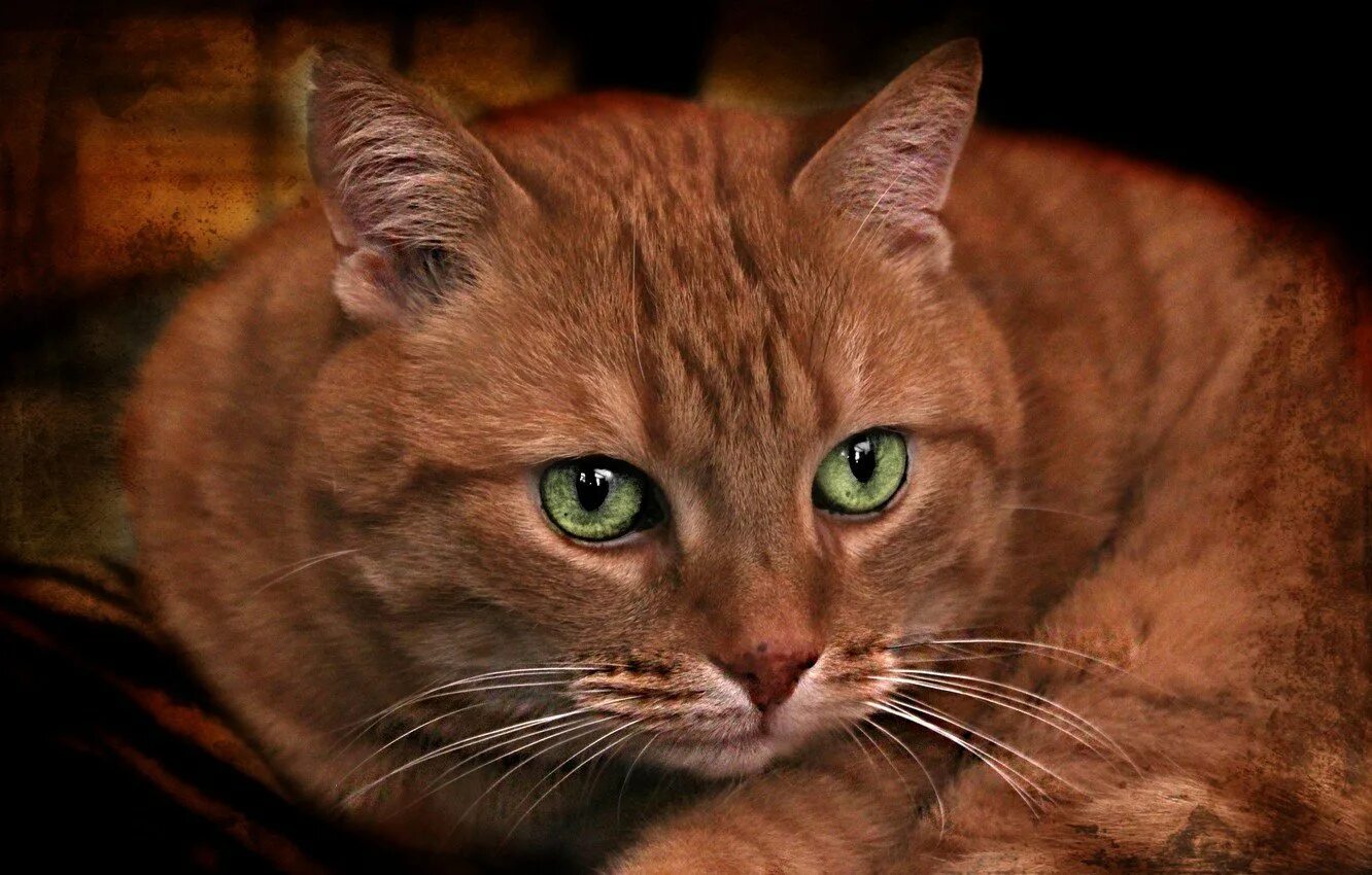 Темно зеленая кошка. Рыжий кот. рыжая кошка. рыже коричневая кошка. рыжий кот с зелеными глазами.