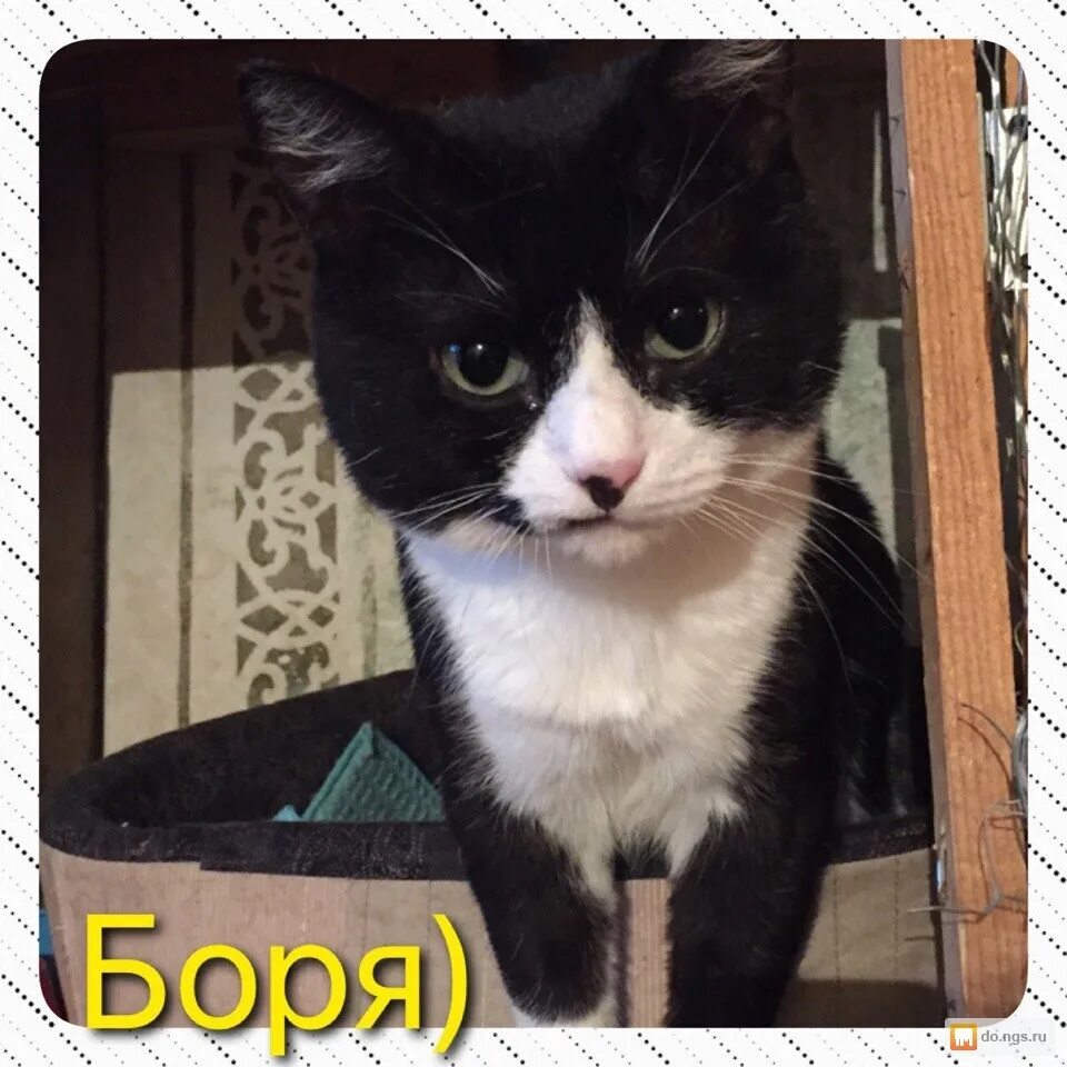 Боря отдам. Кот боря. кот борюндель.