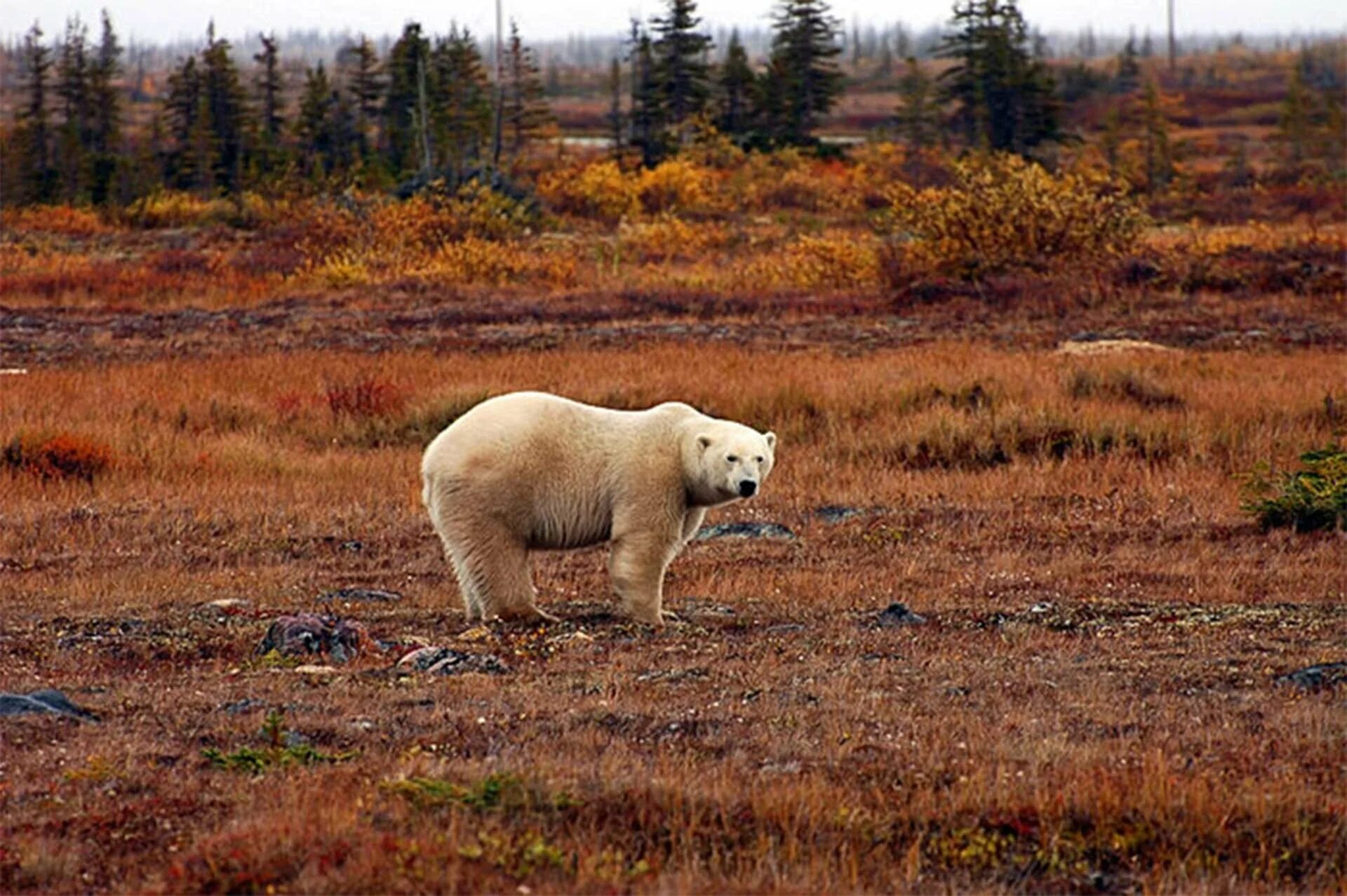 Белый медведь в тундре. Белый медведь в Северной Америке. Бурый медведь в тундре. Бурый медведь в лесотундре.