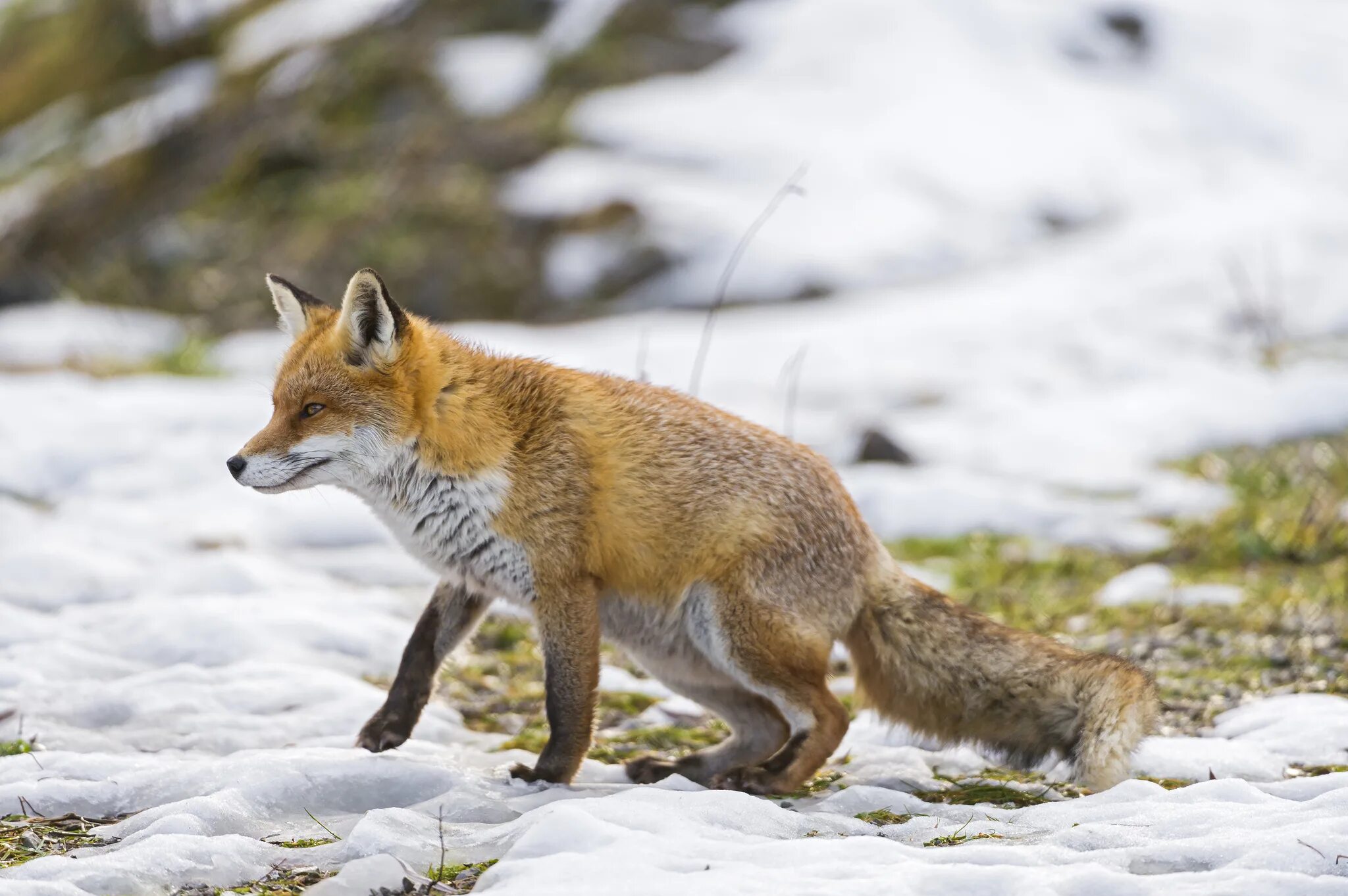 Лиса хищная а заяц. Шакал корсак. Бешеные лисы. Фото лисы. Лиса с добычей.