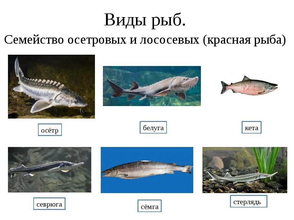 К какому семейству относится рыба. Семейство осетровых список. Классификация осетровых рыб схема. Семейство стерляди. Осетр семейство осетровых.