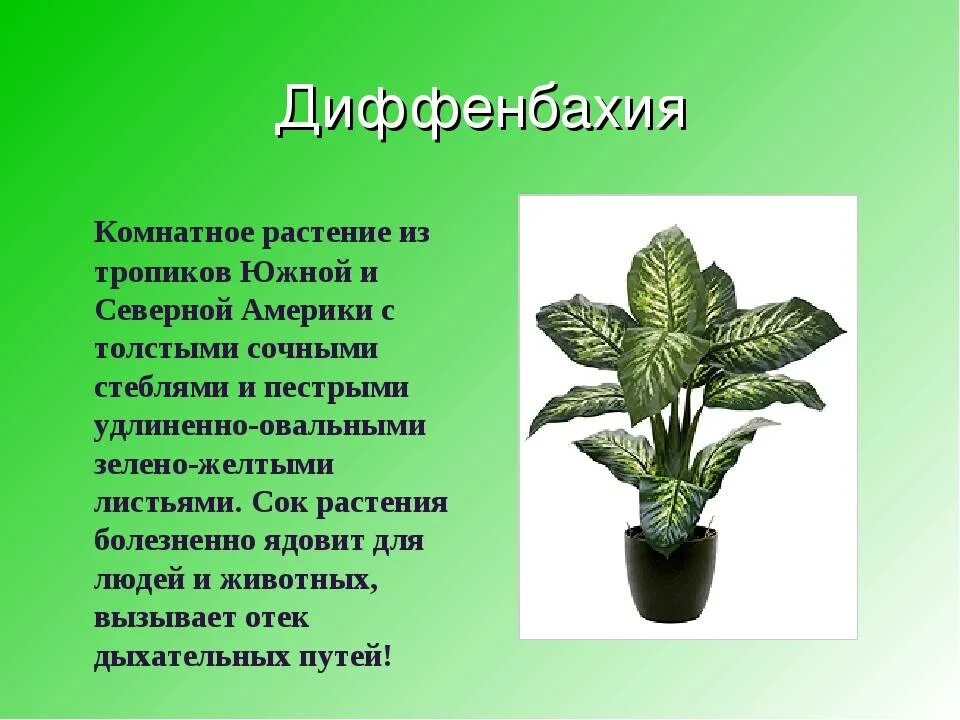 Диффенбахия вредное. Диффенбахия ядовитое растение. диффенбахия комнатное растение. диффенбахия ароидные.