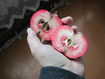 Яблоня красномясая