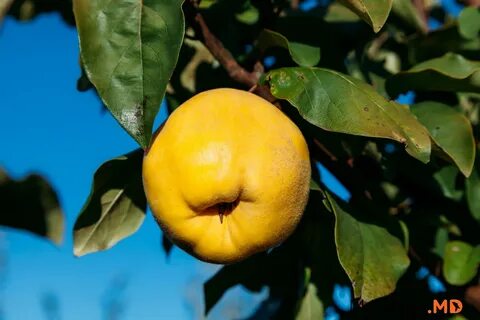 Фрукт похожий на яблоко