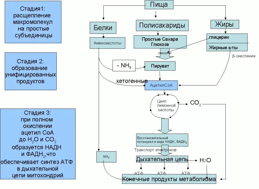 Общая схема энергетических субстратов.. Катаболизм энергетических субстратов общая схема. Этапы унифицирования энергии пищевых веществ. Схема унификации энергетических субстратов. Https studfile net preview page 3