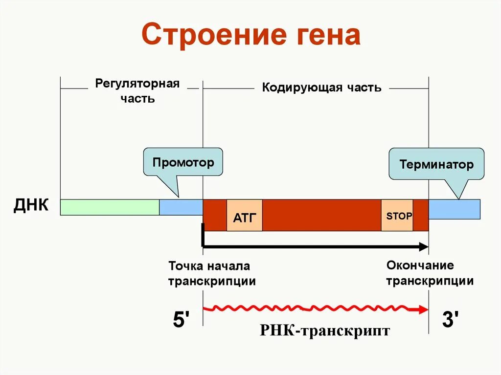 Структура Гена промотор. Структура Гена человека схема. Структура Гена промотор Терминатор. Структура Гена экзоны интроны.