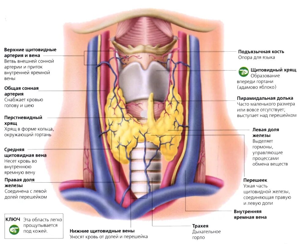 В какой полости расположена щитовидная железа. Щитовидка строение анатомия. Щитовидная железа строение анатомия. Анатомические структуры щитовидной железы. Анатомия человека щитовидка.