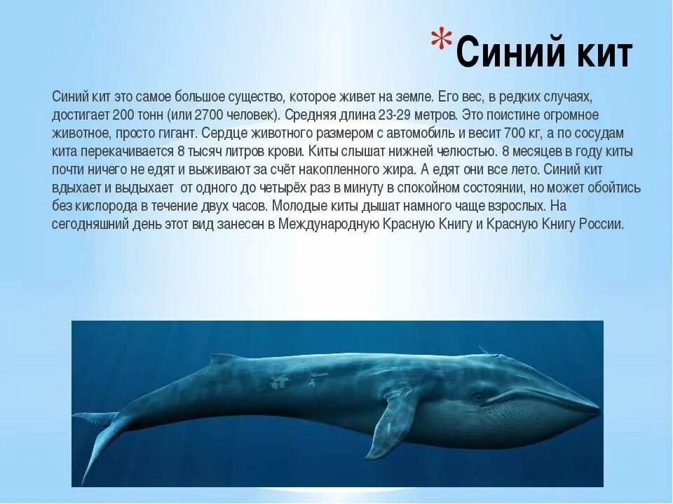 Значение китообразных в жизни человека. Северный синий кит доклад красная книга. Синий кит рассказ. Синий кит доклад. Рассказ про кита.