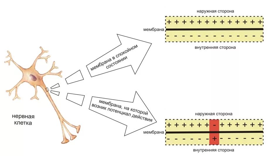 Нервные действия. Схема передачи импульса нейрона. Поверхностная мембрана нервной клетки в состоянии покоя снаружи. Распределение зарядов и ионов на мембране нервной клетки. Нервный Импульс потенциал действия.