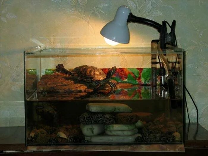 Ультрафиолетовые лампы для красноухих черепах. УФ лампа для красноухой черепахи. Фильтр в аквариум для красноухой черепахи. Аквариум для черепахи красноухой с УФ лампой. Лампа для аквариума черепахи красноухой.