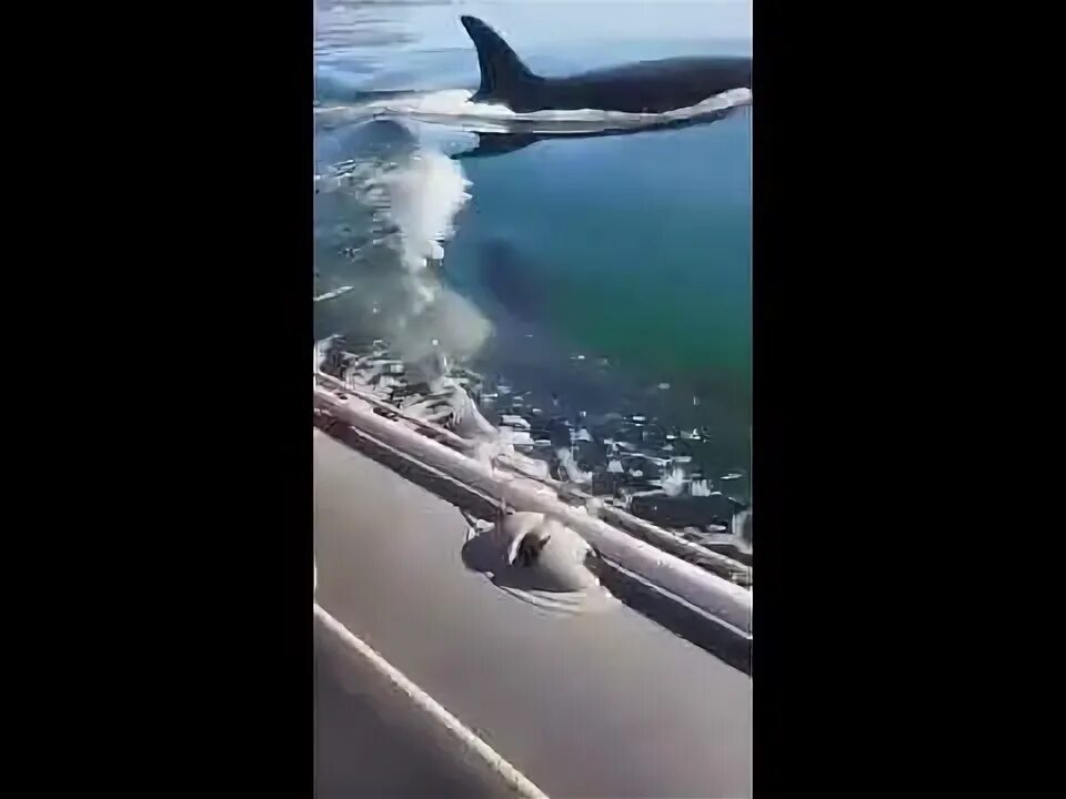 Касатки на камчатке. Авачинская бухта киты. Косатка остров врангеля. Кит-касатка. Антарктида кит касатка.