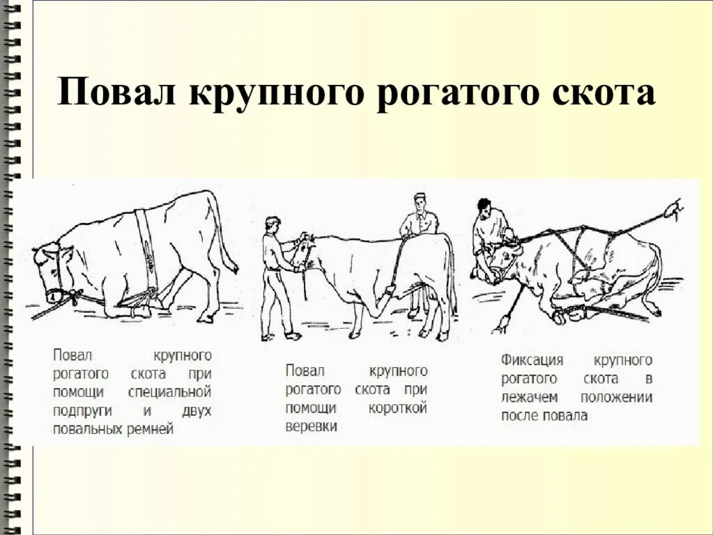 Как работает крс. Фиксация и повал крс. методы фиксации крс. методы фиксации и повала крс. фиксация конечностей крупного рогатого скота.