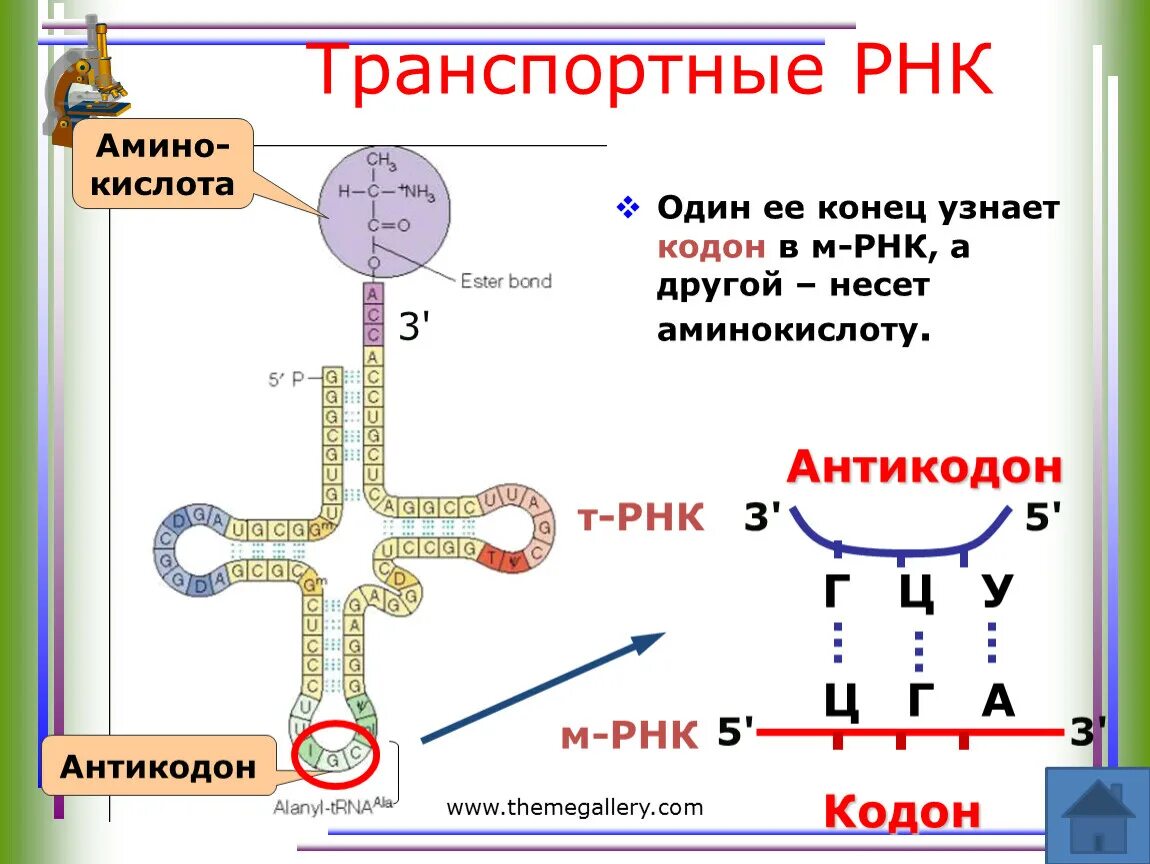 Вычисли угол рнк. Т РНК строение антикодон. Взаимодействие ТРНК С аминокислотой. ТРНК И ИРНК кодоны. Строение ТРНК кодон.