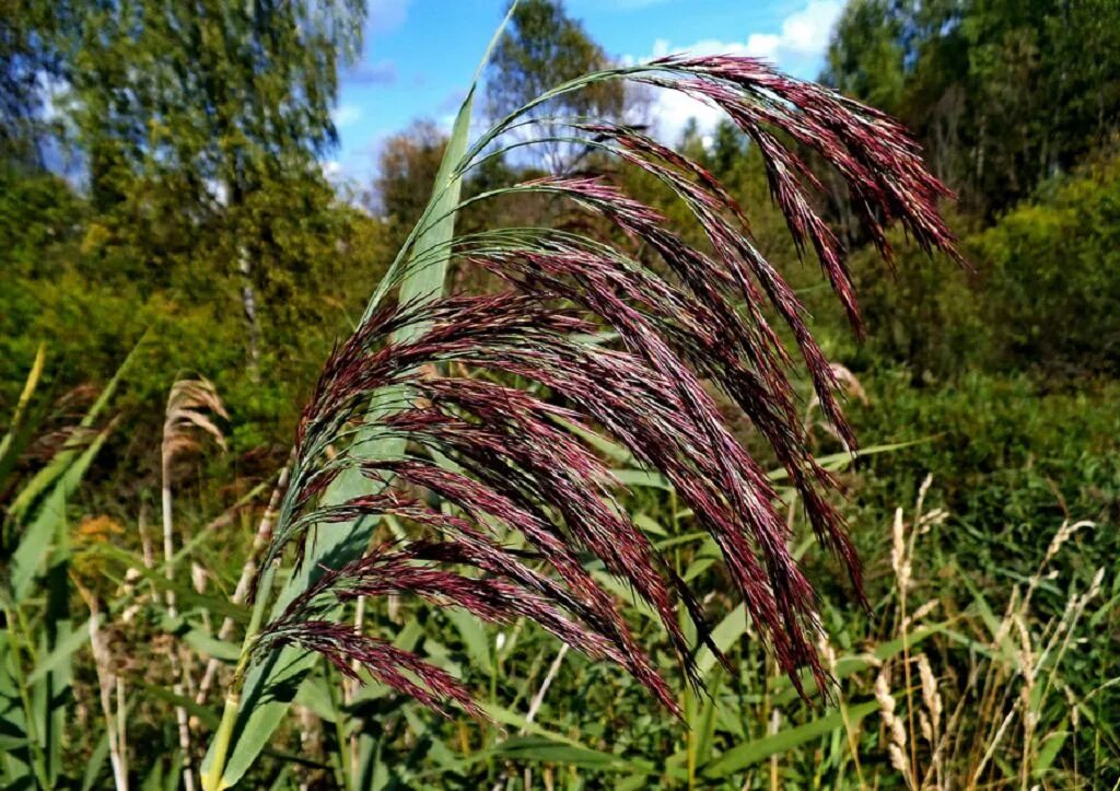 Тростник южный. Тростник phragmites Australis. Тростник Южный phragmites Australis. Тростник Южный (phragmítes Austrális). Тростник обыкновенный (Очерет).