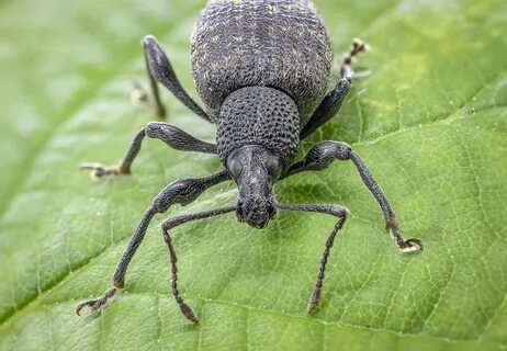 Weevil