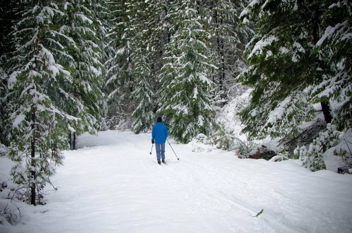 Лыжник в лесу. Катание на лыжах в лесу. Лыжная прогулка. Зимний лес лыжи.