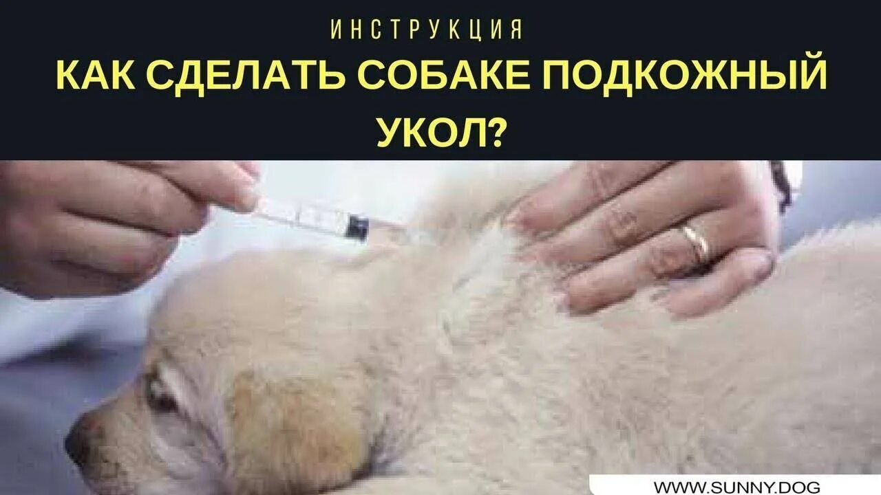 Приготовить вакцину в домашних условиях. Укол собаке подкожно в холку. Укол собаке внутримышечно в холку. Прививка щенку в холку.