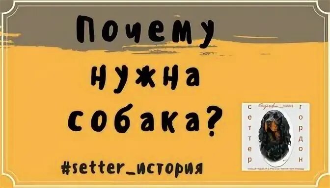 Зачем нужны собаки в городе