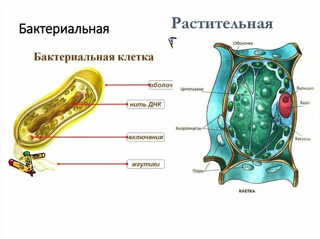 Клетки растительные животные бактериальные грибные. Бактериальная и растительная клетка. Клетка бактерии и клетка растений. Животная растительная и бактериальная клетка. Клетки бактерий растений и животных.